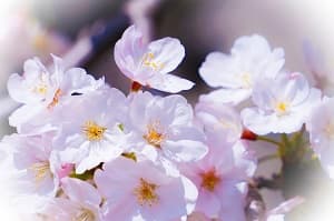 陽射しを受ける爽やかな桜