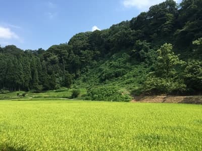 収穫を待つ田んぼの稲穂