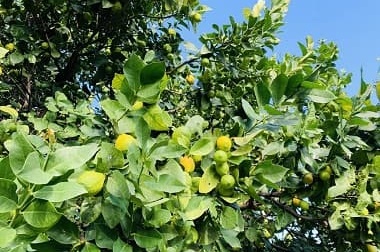 青空の下、木に実るTHE BOTANICの素材 ヴァーベナ