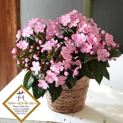 フラワーオブザイヤーを獲得した可愛いピンクの鉢植え