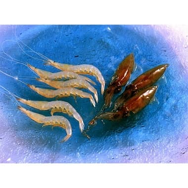 生冷ほたるいか&白えび